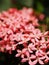 Pink ixoras, lovely colorful small tiny flowers in groups with natural environment outdoor