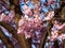 Pink Japan sakura flowers on a tree background