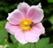 Pink Japanese anemone and bee