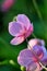 Pink Japanese anemone flower