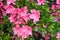 Pink Japanese azalea rhododendron flowers blooming in a garden during summer