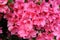 Pink Japanese azalea rhododendron flowers blooming in a garden during summer