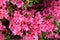 Pink Japanese azalea rhododendron flowers blooming in a garden during summer