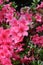 Pink Japanese azalea rhododendron flowers blooming in a garden during summer
