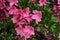 Pink Japanese azalea rhododendron flowers blooming in a garden during summer