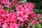 Pink Japanese azalea rhododendron flowers blooming in a garden during summer