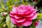 Pink japanese camellia flower close up