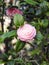 Pink Japanese Camellia Single Bloom