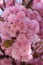 Pink Japanese cherry blossoms. Gentle blurry pink backgrounds