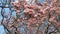 Pink Japanese Magnolia (soulangeana) Blossom Panorama