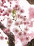 Pink Japanese Sakura Cherry Blossoms Overexposure