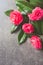 Pink japonese camellia on gray background. Copy space. Flat lay.