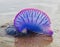 a pink jellyfish on the beach of KOUROU