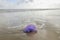 A pink jellyfish on the beach of KOUROU