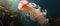 Pink jellyfish swims near rock in ocean, marine invertebrate