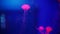 Pink jellyfish in underwater aquarium Dubai Mall