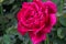 Pink `Just Joey` Rose growning