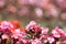 Pink Kalanchoe blossfeldiana is bokeh flowers background(Selective focus)