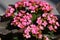 Pink Kalanchoe blossfeldiana, flaming Katy, Christmas kalanchoe, florist kalanchoe and Madagascar widow`s-thrill pot plant