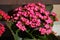 Pink Kalanchoe blossfeldiana, flaming Katy, Christmas kalanchoe, florist kalanchoe and Madagascar widow`s-thrill pot plant