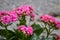 Pink Kalanchoe blossfeldiana, flaming Katy, Christmas kalanchoe plant