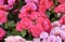 Pink Kalanchoe blossfeldiana - Flaming Katy flower