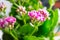 Pink Kalanchoe Blossom