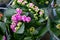 Pink Kalanchoe blossom, flower bush with leaves, succulent houseplant. Blooming Kalanchoe close-up