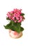 Pink kalanchoe flower in pot