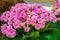 Pink kalanchoe flowers in closeup, popular cultivated ornamental houseplant from Africa