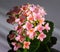 Pink Kalanchoe flowers hit by sunlights 1