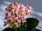 Pink Kalanchoe flowers hit by sunlights 2