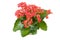 Pink kalanchoe plant