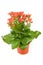 Pink kalanchoe plant