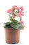Pink Kalanchoe Potted