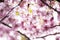 Pink Kawazu cherry blossoms are about to reach full bloom