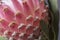 Pink king protea flower macro still