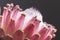 Pink king protea flower macro still