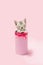 Pink Kitten striped Birthday Gift