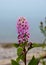 Pink Klasespirea Flower. Klasespirea flower, a pink flower in the spirea family in a swedish garden