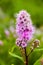 Pink Klasespirea Flower. Klasespirea flower, a pink flower in the spirea family in a swedish garden