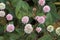 Pink knotweed in bloom