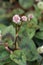 Pink knotweed in bloom