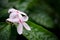 Pink kopsia flowers