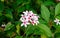 Pink Kopsia (Kopsia fruticosa) flowers in garden.