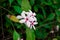 Pink Kopsia (Kopsia fruticosa) flowers in garden.