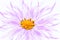 Pink kosmeya flower art image on a white background.Cosmos flower