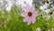 Pink kosmeya flowers with some rain drops in sikkim