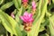 Pink Krachai flower in garden