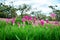 Pink Krachiew flowers grow at the Krachiew flower field in Sai Thong National Park, Chaiyaphum province